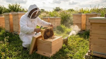 How Nucleus Colonies Transform Beekeeping: A Strategic Guide to Hive Health