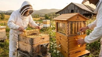 Flow Hive vs. Langstroth: Choosing the Right Hive for Your Beekeeping Goals