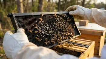 How Black Plastic Foundation Transforms Hive Management Through Enhanced Visibility and Efficiency