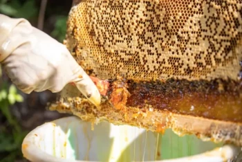 How to Harvest Honey from Langstroth Hives Without Damaging Combs