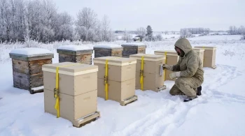 How Styrofoam Beehives Transform Overwintering Success: Science & Practical Insights
