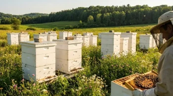 How Polystyrene Beehives Boost Brood Health and Colony Productivity