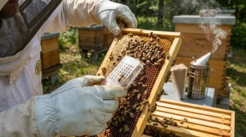 The Honey Bee Hierarchy: How Queen, Drones, and Workers Sustain Hive Survival
