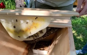 Come raccogliere il miele dagli alveari Top Bar in modo sostenibile: Una guida amica delle api