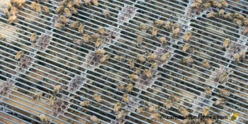 Galvanized vs. Stainless Steel Queen Excluders: A Data-Backed Guide to Long-Term Durability and Cost Efficiency