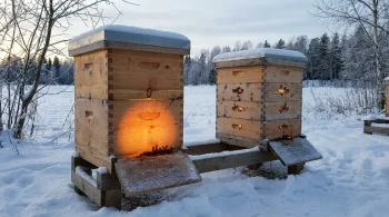 How Hive Body Depth Determines Winter Survival Through Bee Cluster Mechanics