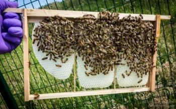Why Wooden Beehive Frames Outperform Alternatives: Science, Sustainability, and Beekeeper Experiences