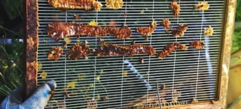 Auswahl von Königinnengittern basierend auf dem Verhalten der Kolonie und den Merkmalen der Königin