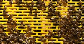How Plastic Queen Excluders Improve Hive Longevity and Colony Health