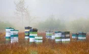 Arnie di plastica: Un investimento intelligente per gli apicoltori moderni