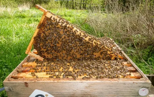 How Wooden Frames Deliver Better Long-Term Value for Commercial Beekeepers