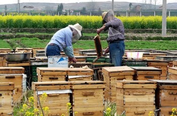 I benefici dell'apicoltura per l'orto