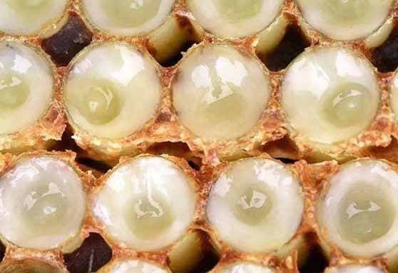 Are honey and royal jelly food for bees?