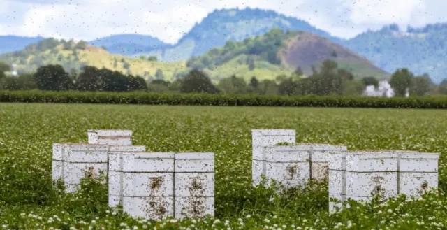 How to Choose the Best Beehive Type for Your Climate and Terrain