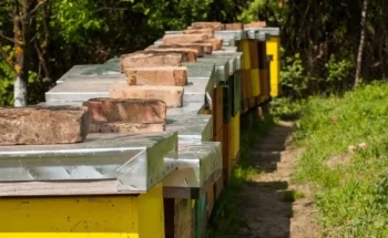 Arnie Langstroth a 8 e a 10 telai: Una guida pratica per gli apicoltori