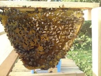 How to Inspect Top Bar Hives Without Damaging Comb: A Beekeeper’s Guide