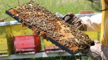 Guida completa alla disopercolatura dei telaini da miele per gli apicoltori