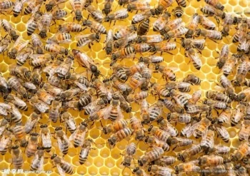 Telai assemblati e telai non assemblati: L'analisi del valore temporale di un apicoltore