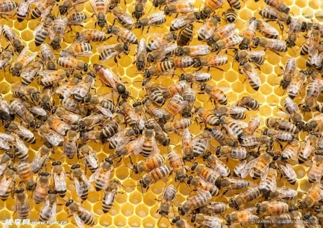 Assembled vs. Unassembled Frames: A Beekeeper’s Time-Value Analysis