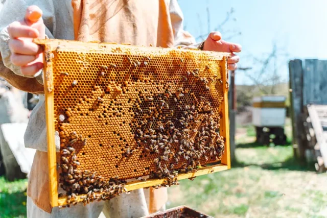 Cómo optimizar el número de cuadros en colmenas de 10 cuadros para obtener la máxima miel y abejas sanas