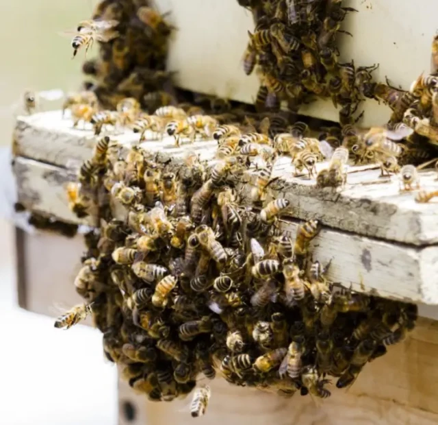 How Hive Entrance Size Shapes Bee Health: Balancing Ventilation and Security