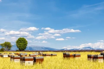 Come scegliere i telaini per alveari: Come bilanciare la salute delle api, la resa del miele e la convenienza per l'apicoltore