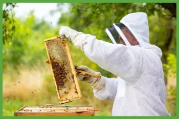 Guida all'avvio di un alveare in 7 passi