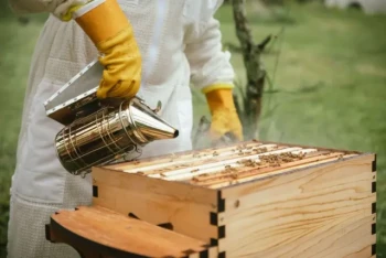 How to Master Bee Smoker Techniques: Science-Backed Hive Management