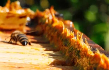 How Propolis Reinvents Hive Entrances: Nature’s Blueprint for Survival