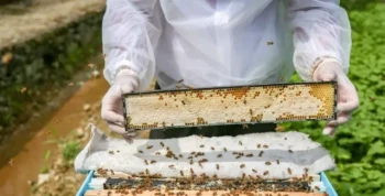 How to Optimize Manual Honey Extractors for Effortless Small-Scale Harvesting