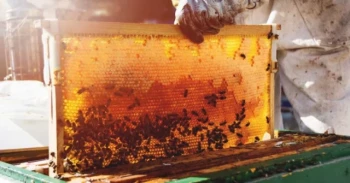 Apicoltura di primavera:Passi essenziali per una stagione produttiva