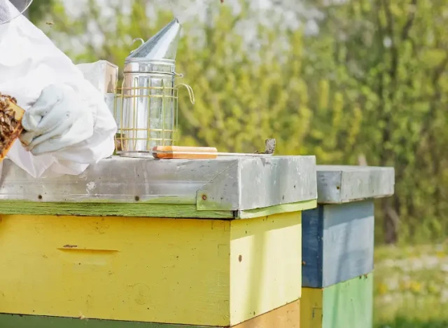 How to Use Smoke for Hive Management: Science-Backed Techniques for Beekeepers