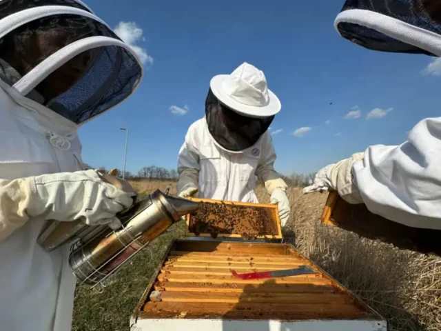 Beekeeping Jackets vs. Full Suits: How to Choose the Right Protection