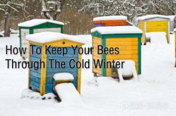 How To Keep Your Bees Through The Cold Winter