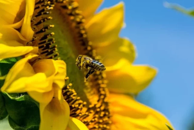 The Beekeeper's Strategic Guide to Queen Catchers: Hive Management & Safety