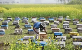 Come trasferire gli alveari in modo sicuro: Una guida scientifica per gli apicoltori