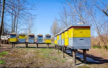 Gestione dell'alveare invernale:Aprire o non aprire?