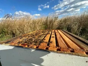 Come estrarre il miele in modo sostenibile: Massimizzare la resa senza danneggiare le api