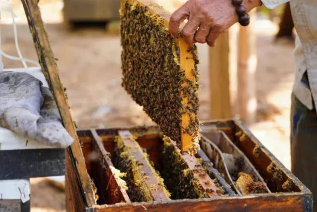 Comment les nourrisseurs Pro améliorent la santé des ruches dans les systèmes apicoles Langstroth