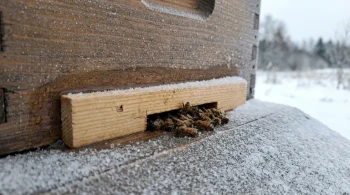 How to Prevent Winter Hive Blockages While Protecting Colony Health