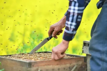 Guida al successo dell'estrazione del miele e ai suoi benefici