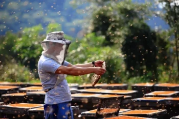 Come usare efficacemente un affumicatore per api: Proteggere le colonie e gli apicoltori