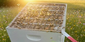 How to Optimize Queen Excluders for Healthier Bees and Better Honey Harvests