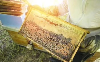 Guida alla scelta del migliore estrattore di miele per l'apicoltura