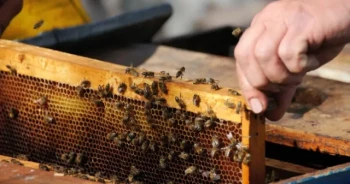 How to Transition Hive Frames Safely Without Disrupting Colony Health