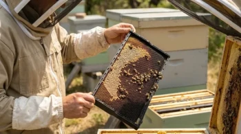 플라스틱 프레임이 벌집 건강을 강화하고 전통적인 재료보다 뛰어난 성능을 발휘하는 방법