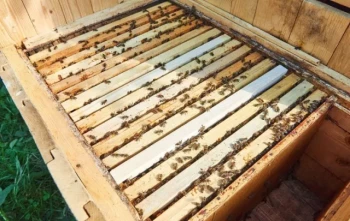How to Protect Your Hives: Post-Harvest Frame Management for Beekeepers