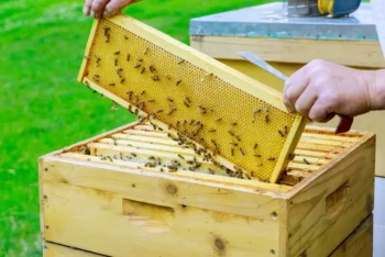 How Medium Boxes Elevate Beekeeping Efficiency: Ergonomics, Hive Health & Cost Savings