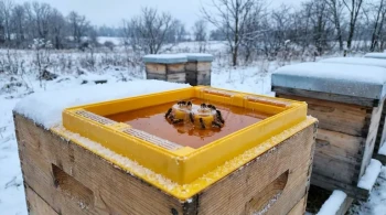Optimizing Winter Beehive Survival: A Guide to Top Feeders for Cold-Weather Beekeeping