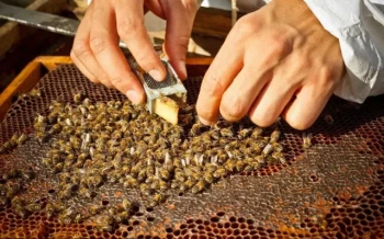 Guida completa all'installazione di un'ape regina